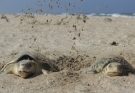 Preparan operativos en playas por arribo de tortugas durante Semana Santa