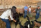 Destaca Tamaulipas con genética caprina de alto nivel en festival nacional