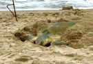 Registra Tamaulipas más de 207 mil huevos de tortuga lora en temporada 2026