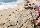 Inician en Tamaulipas primeras liberaciones de tortuga lora de la temporada 2026