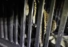Brindan atención especializada a felino silvestre rescatado en la zona serrana de Tamaulipas