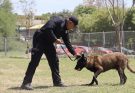 Binomios K-9 de la Guardia Estatal fortalecen la seguridad y la cercanía con la ciudadanía
