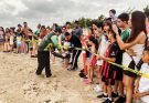 Viven familias la primera liberación pública de tortuga lora en La Pesca