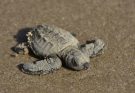 Liberan crías de tortuga lora niñas y niños de Güémez
