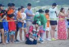 Disfrutan liberación de crías de tortuga lora en Playa Miramar