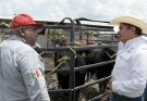Impulsa Gobierno de Tamaulipas competitividad del sector ganadero