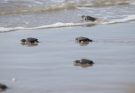 Consolida Tamaulipas liderazgo en la protección de la tortuga lora