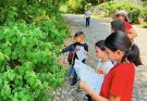 Fortalece Tamaulipas conservación de la Mariposa Monarca con participación en el Blitz Monarca 2026