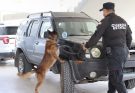 Obtienen binomios K-9 de la Guardia Estatal primeros lugares de su especialidad en certificación canina