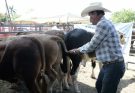 Acerca Tamaulipas ejemplares de alta calidad genética a ganaderos de El Mante