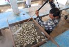 Supervisan unidades de producción de ostión en Las Higuerillas, municipio de Matamoros