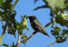 Protege Tamaulipas rutas naturales del colibrí de garganta rubí